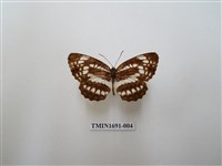 藏品(黑星環蛺蝶)的圖片